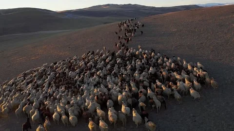 Sheep walk in mountain meadows Stock Footage 220034779