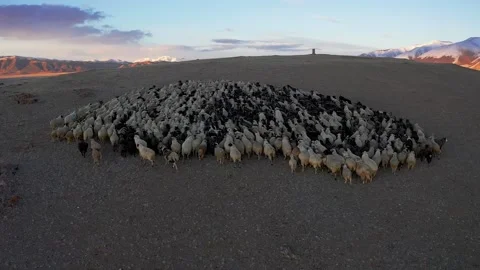 Sheep walk in mountain meadows Stock Footage 220034784