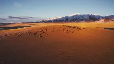 Sheep walk in mountain meadows Stock Footage 220034785