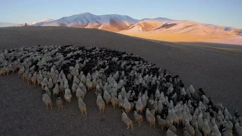 Sheep walk in mountain meadows Stock Footage 220034788