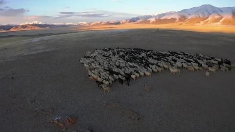 Sheep walk in mountain meadows Stock Footage 220034791