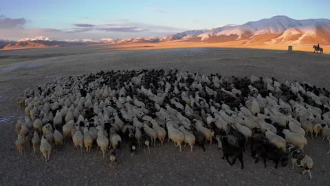 Sheep walk in mountain meadows Stock Footage 220034798