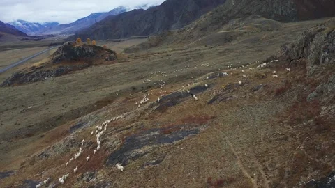 Sheep walk in mountain meadows Stock Footage 220034799