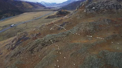 Sheep walk in mountain meadows Stock Footage 220034800