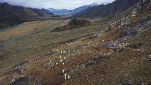 Sheep walk in mountain meadows Stock Footage 220034803
