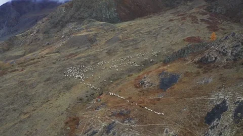Sheep walk in mountain meadows Stock Footage 220034805