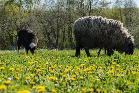 Sheep for a walk Stock Photos