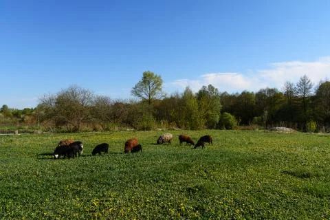 Sheep for a walk Stockfoto's