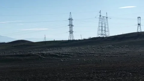 Sheep walk through a field in the dust Stock Footage 257366790