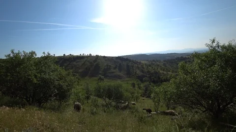 Sheep Walk Through Trees On a Green Highland Stock Footage 109163038