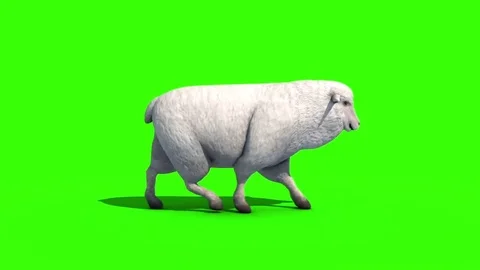 Sheep Walkcycle Side Green Screen 3D Ren... | Stock Video | Pond5