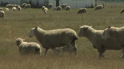 Sheep walking across a paddock Stock Footage 8509803