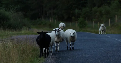 Sheep walking across the road Stock Footage 101342357
