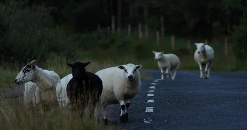 Sheep walking  across the road Video stock 101342370