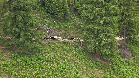 Sheep walking along forest mountain path. A small herd of sheep moves quietly Stock Footage 315024611