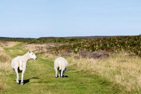 Sheep walking along a pathway Stock Photos