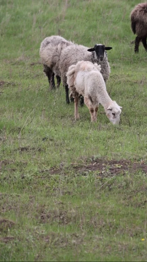 Sheep walking and eating grass in a pasture in spring Stock Footage 308529077