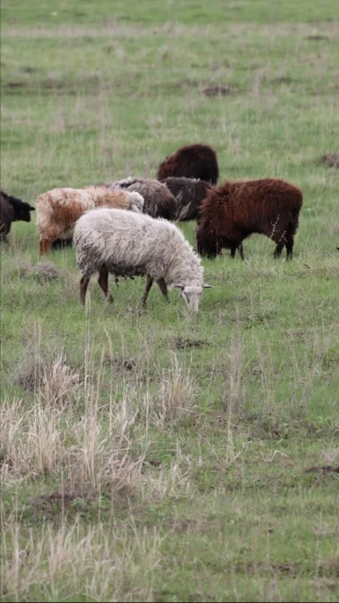 Sheep walking and eating grass in a pasture in spring Stock Footage 308529102