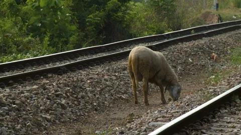 A sheep walking between the train rails Stock Footage 112662257