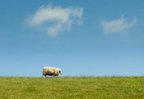 Sheep walking on a dike Stock Photos