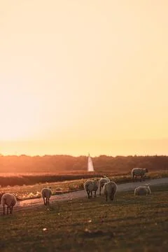 Sheep walking on dike in sunset Stock Photos