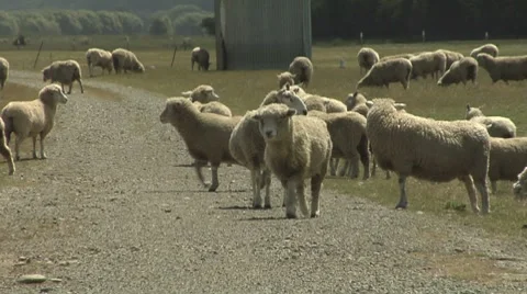 Sheep walking down farm track Stock Footage