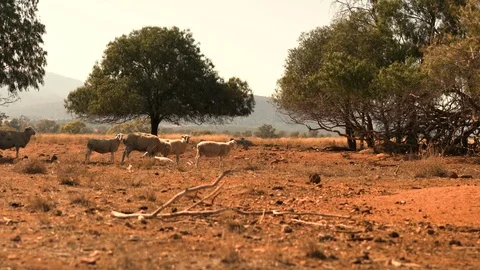 Sheep walking in dry countryside during drought medium shot Vídeos de archivo 94334792