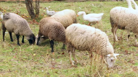 Sheep is walking en garden. Stock Footage 140783040