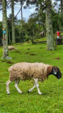 Sheep walking on the farm Stock Photos