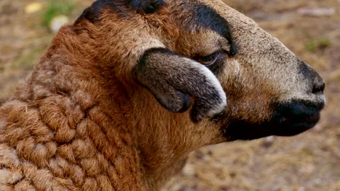 Sheep walking on a farm in summer Stock Footage 297014322