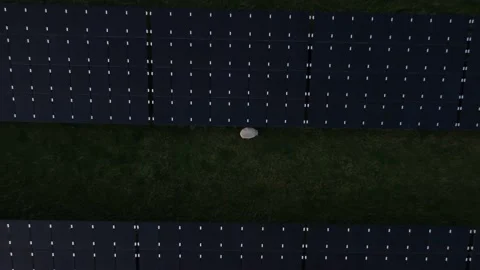 Sheep walking on a field next to solar panels in an industrial solar panel farm. Video stock 163163036