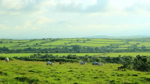 Sheep walking Stock Footage 39890301