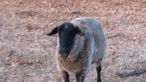 Sheep walking Stock Footage 95003631