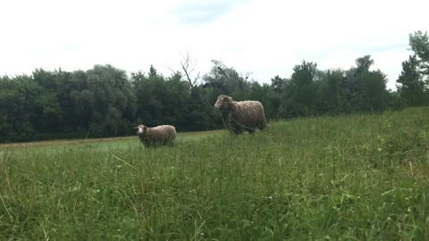 Sheep walking on grass 4k Stock Footage 156604161