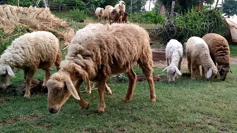 Sheep walking on grass field Stock Footage 111436535