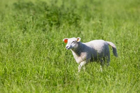 Sheep walking in the grass Stock Photos