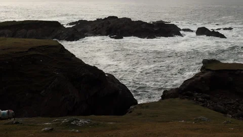 Sheep Walking on a Grassy Cliff's Edge. Achill Island, Ireland. Stock Footage 239496120