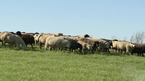 Sheep walking in the green field Video stock 39270441