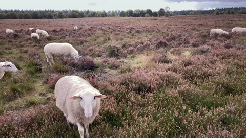 Sheep walking at the heather at fall Stock Footage 219435343
