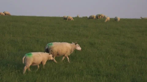 Sheep walking on hillside, pan to right as a road comes into view Stock Footage 25670046