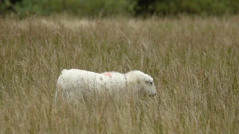 Sheep walking in a long grass field in slow-motion Stock Footage 88292885