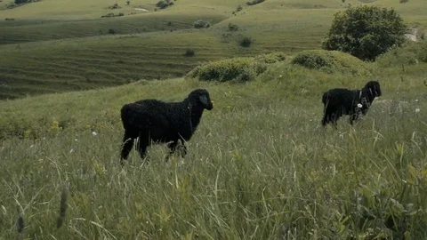 Sheep walking in the meadow Stock Footage 76660741