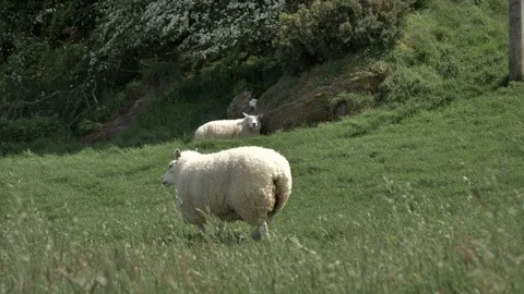 Sheep Walking on the Meadow Vídeos de archivo 111526225