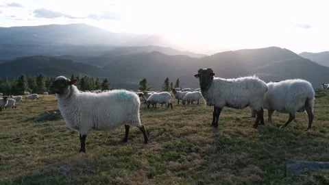 Sheep walking in the meadow one summer afternoon Stock Footage 138962278