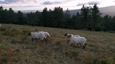 Sheep walking in the meadow one summer afternoon Stock Footage 138962756