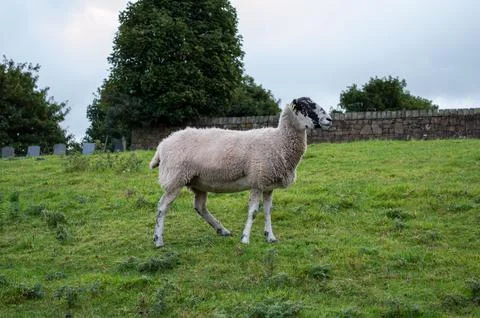 Sheep Walking in the Meadow Foto stock