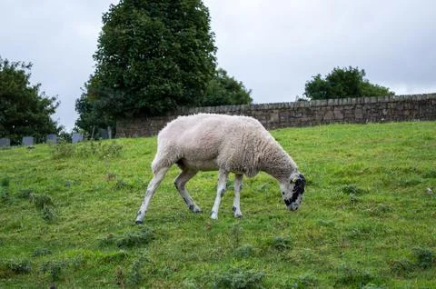 Sheep Walking in the Meadow Foto stock