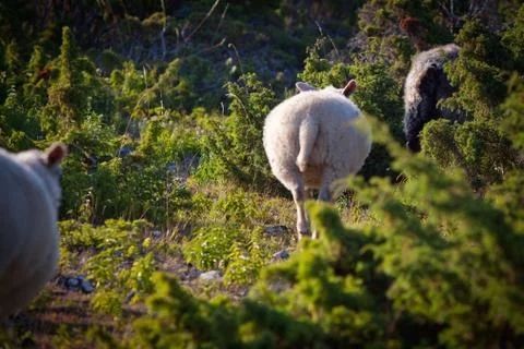 Sheep walking next to small trees Stock Photos