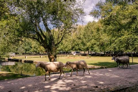 Sheep walking in the park 写真素材