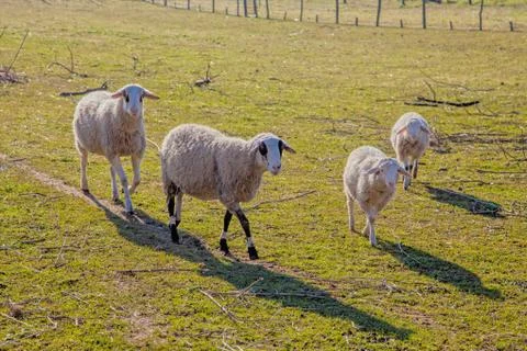Sheep walking Stock Photos